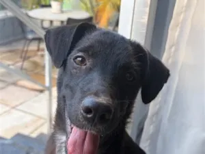 Cachorro raça SRD-ViraLata idade 2 a 6 meses nome Lucas Lukito