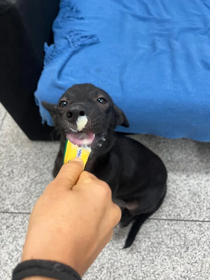 Cachorro raça SRD-ViraLata idade 2 a 6 meses nome Lucas Lukito