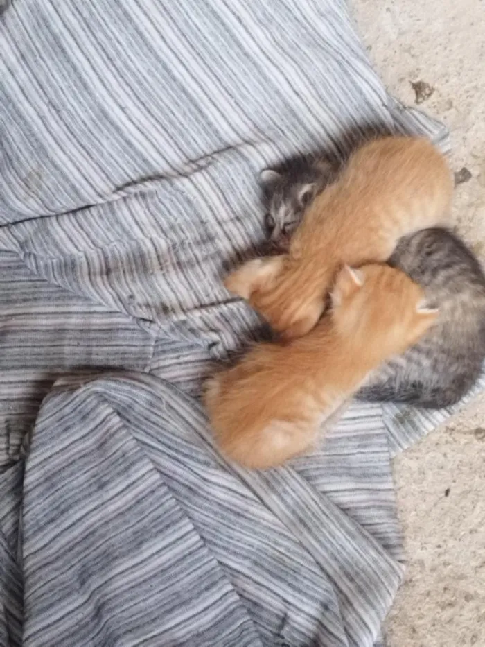 Gato raça SRD-ViraLata idade Abaixo de 2 meses nome não sei