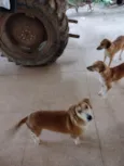 Xuxa, Lili, Zarinha e Coleira 