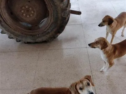 Cachorro raça SRD-ViraLata idade 1 ano nome Xuxa, Lili, Zarinha e Coleira 