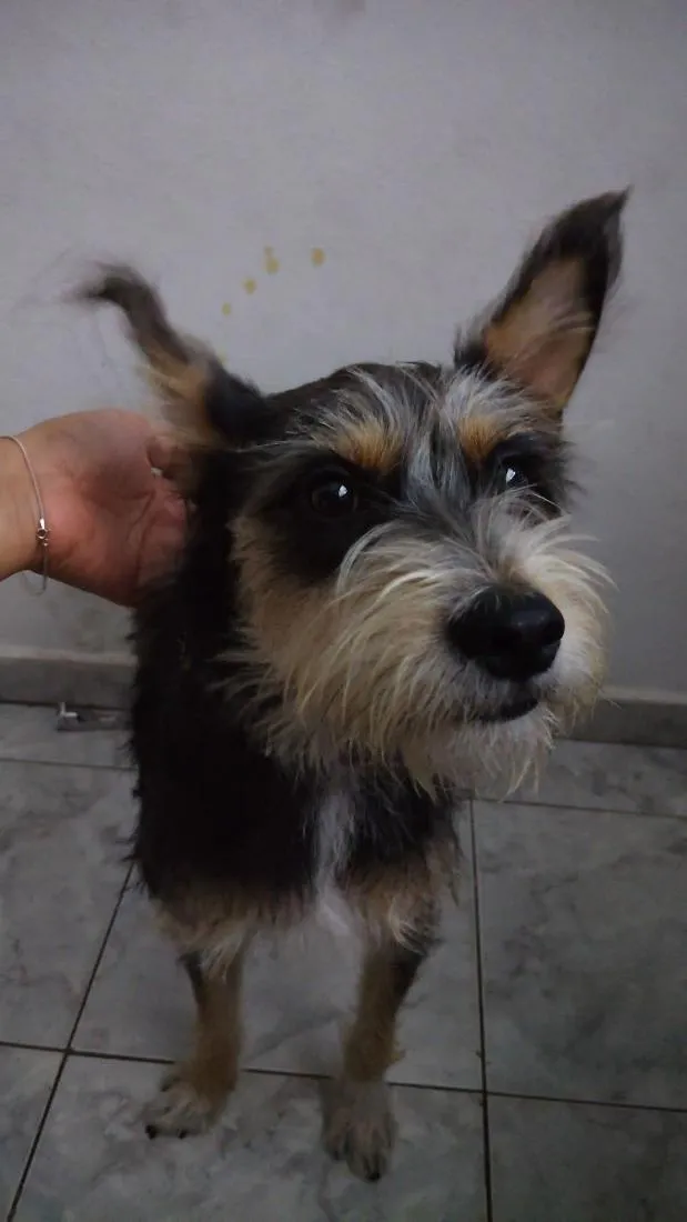 Cachorro raça SRD-ViraLata idade 7 a 11 meses nome sem nome