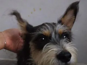 Cachorro raça SRD-ViraLata idade 7 a 11 meses nome sem nome