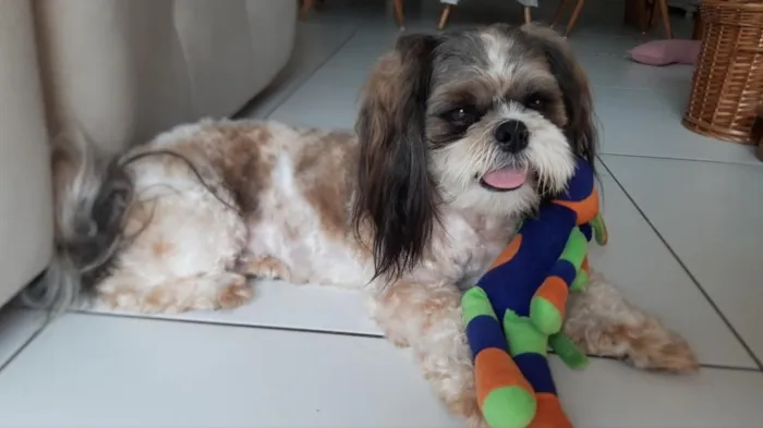 Cachorro raça Shitzu idade 4 anos nome Jujuba