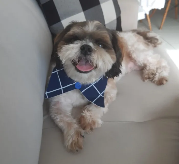 Cachorro raça Shitzu idade 4 anos nome Jujuba