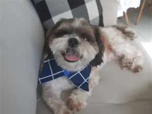 Cachorro raça Shitzu idade 4 anos nome Jujuba