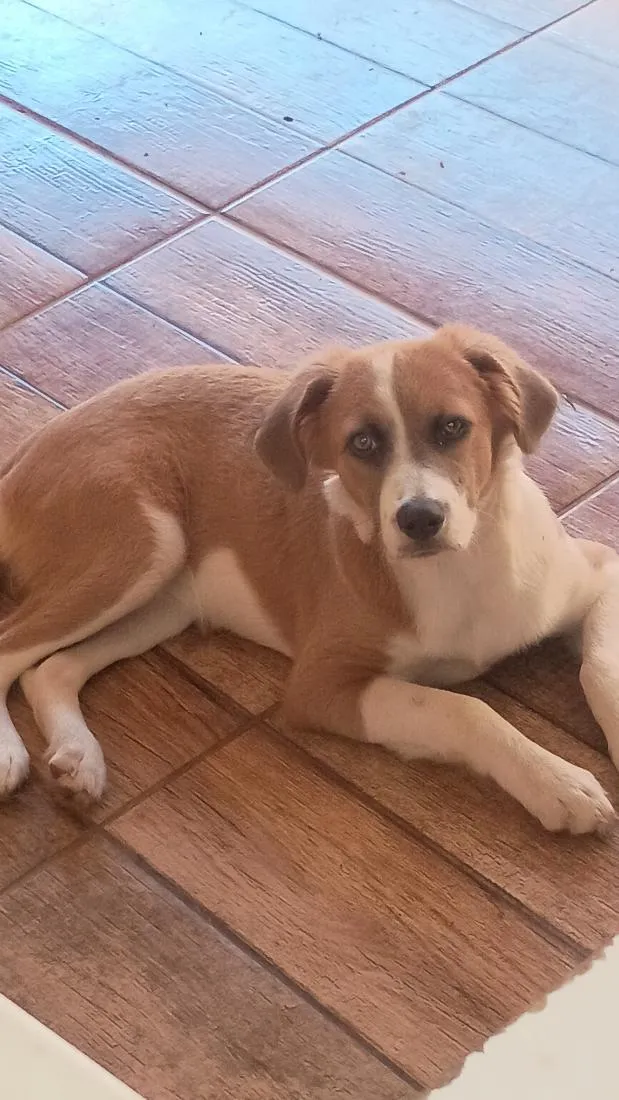 Cachorro raça SRD-ViraLata idade 2 anos nome Simba