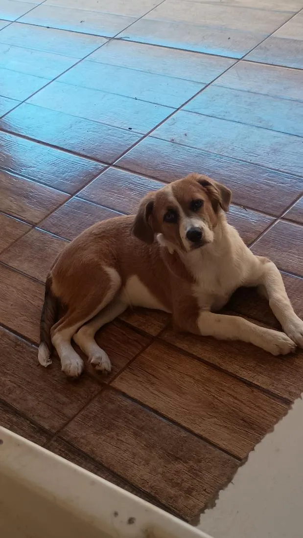 Cachorro raça SRD-ViraLata idade 2 anos nome Simba