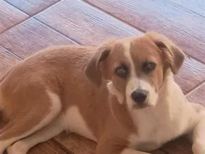 Cachorro raça SRD-ViraLata idade 2 anos nome Simba