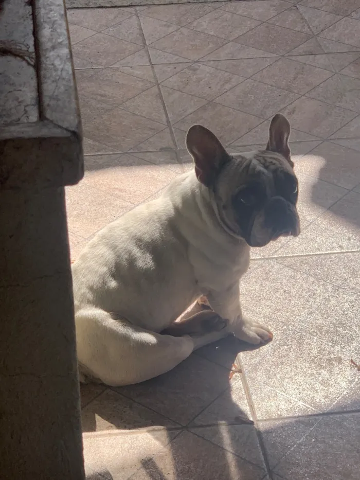 Cachorro raça Dogue Alemão idade 3 anos nome Cutuco