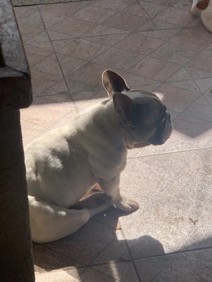 Cachorro raça Dogue Alemão idade 3 anos nome Cutuco