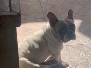 Cachorro raça Dogue Alemão idade 3 anos nome Cutuco