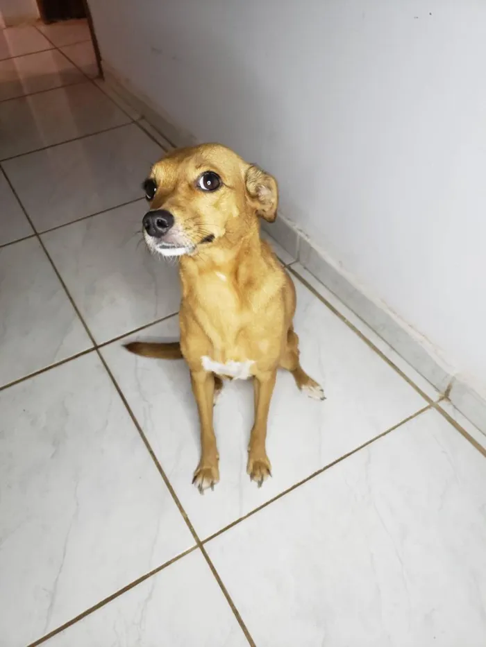 Cachorro raça SRD-ViraLata idade 6 ou mais anos nome Princesa
