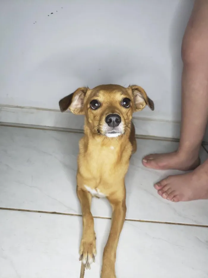 Cachorro raça SRD-ViraLata idade 6 ou mais anos nome Princesa