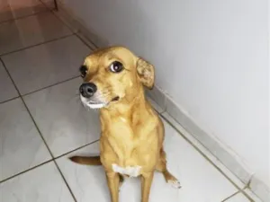 Cachorro raça SRD-ViraLata idade 6 ou mais anos nome Princesa