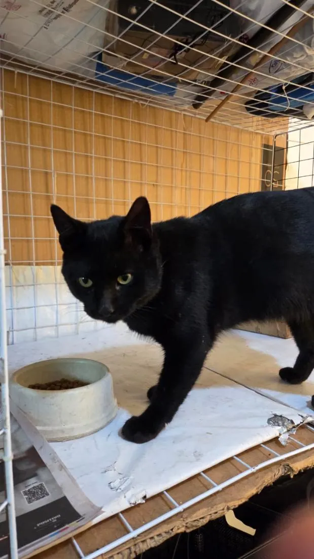 Gato raça SRD-ViraLata idade 1 ano nome Apolo