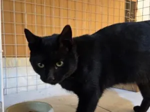 Gato raça SRD-ViraLata idade 1 ano nome Apolo