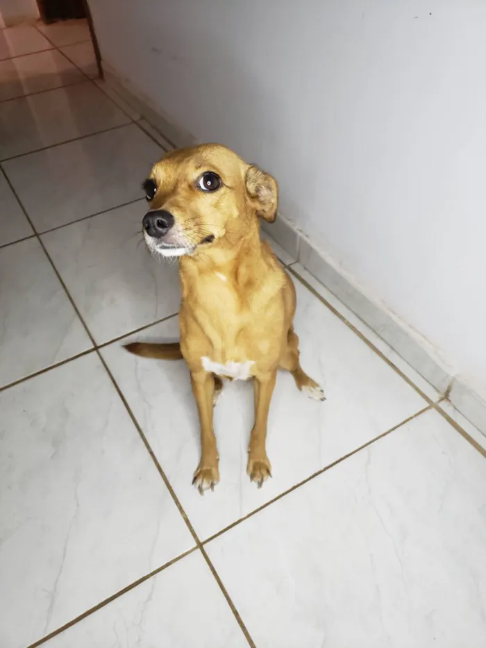 Cachorro raça SRD-ViraLata idade 6 ou mais anos nome princesa 