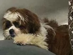 Cachorro raça Shitzu idade 2 a 6 meses nome Theo