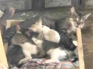 Gato raça SRD-ViraLata idade 2 a 6 meses nome Sem Nome