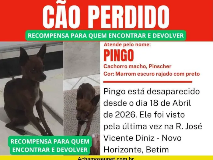 Cachorro raça Pinscher idade 5 anos nome Pingo