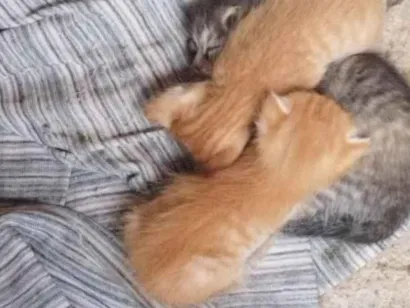 Gato raça SRD-ViraLata idade Abaixo de 2 meses nome não sei