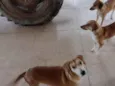 Xuxa, Lili, Zarinha e Coleira 