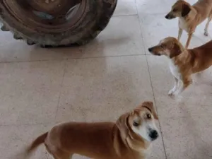Cachorro raça SRD-ViraLata idade 1 ano nome Xuxa, Lili, Zarinha e Coleira 