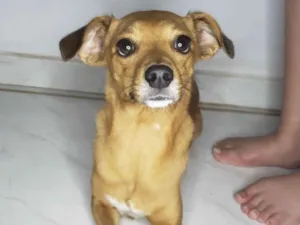 Cachorro raça SRD-ViraLata idade 6 ou mais anos nome princesa 