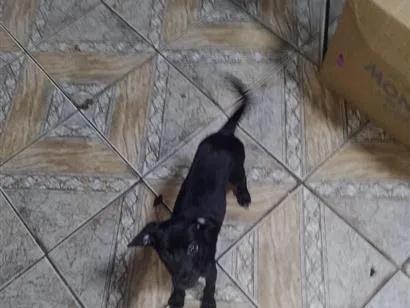 Cachorro raça SRD-ViraLata idade 2 a 6 meses nome princesa 
