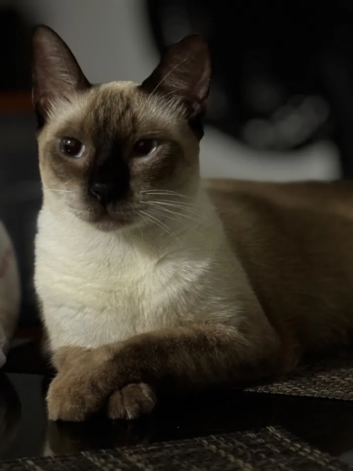 Gato raça SRD-ViraLata idade 1 ano nome Nina