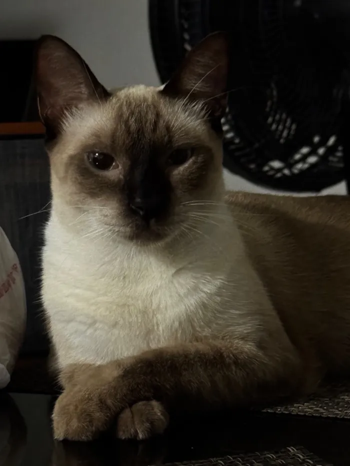 Gato raça SRD-ViraLata idade 1 ano nome Nina