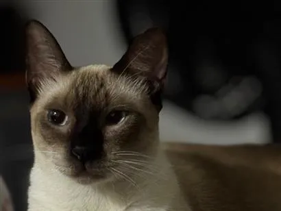 Gato raça SRD-ViraLata idade 1 ano nome Nina