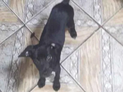 Cachorro raça SRD-ViraLata idade 2 a 6 meses nome princesa 