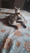 1 nina 2 gata atende por neguinha ou naninha