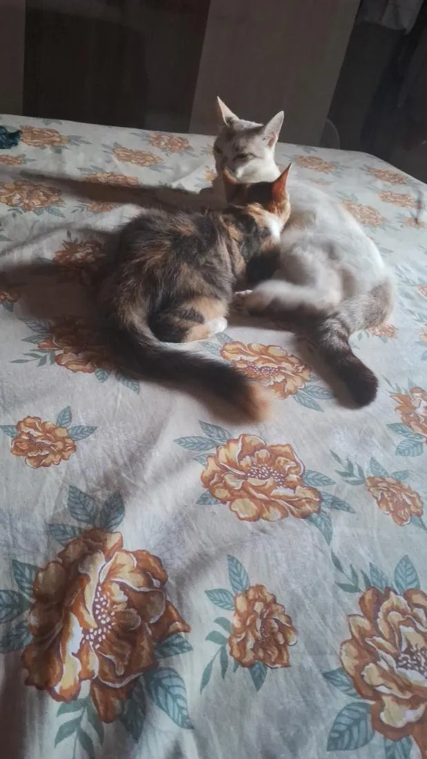 Gato raça SRD-ViraLata idade 1 ano nome 1 nina 2 gata atende por neguinha ou naninha