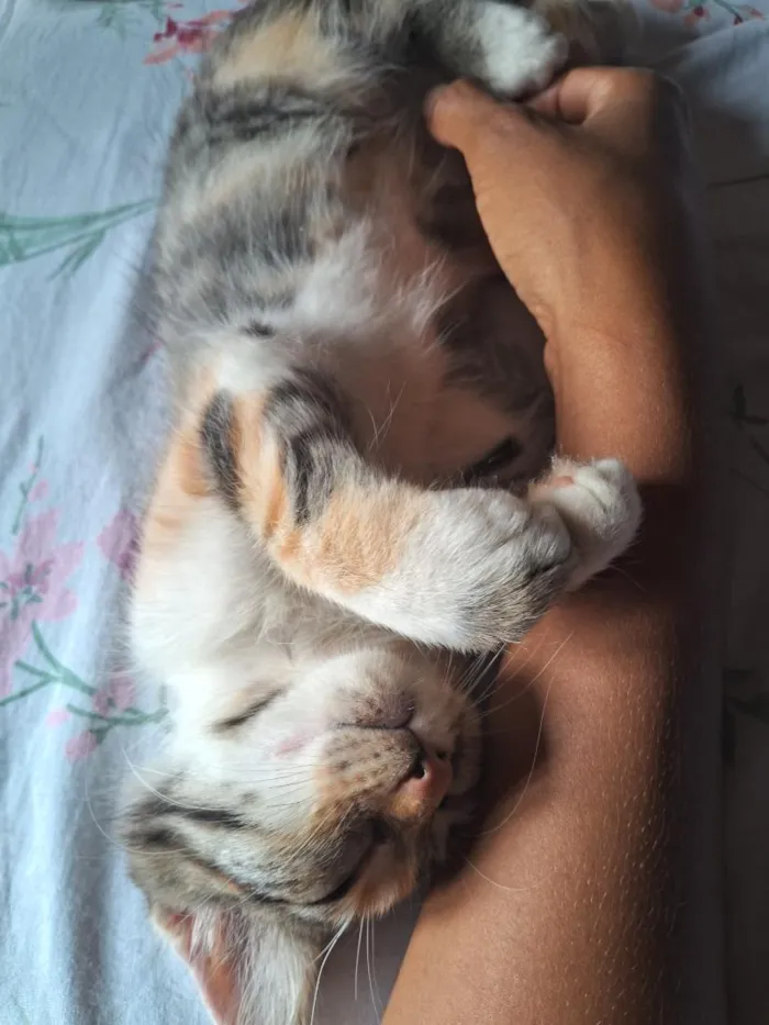 Gato raça SRD-ViraLata idade 1 ano nome 1 nina 2 gata atende por neguinha ou naninha