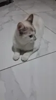 1 nina 2 gata atende por neguinha ou naninha