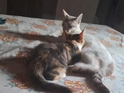Gato raça SRD-ViraLata idade 1 ano nome 1 nina 2 gata atende por neguinha ou naninha