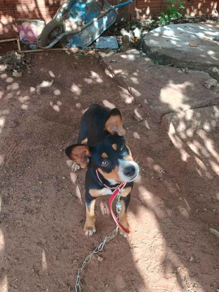 Cachorro raça SRD-ViraLata idade 7 a 11 meses nome café