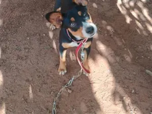 Cachorro raça SRD-ViraLata idade 7 a 11 meses nome café