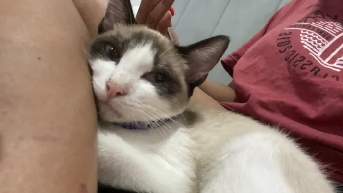 Gato raça SRD-ViraLata idade 7 a 11 meses nome Sem nome 