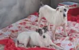 mila e Maila 