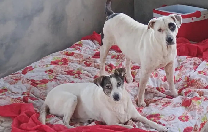 Cachorro raça SRD-ViraLata idade 2 a 6 meses nome mila e Maila 