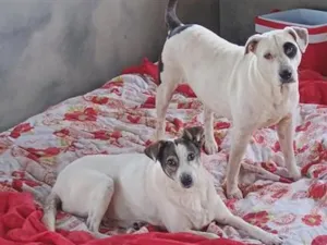 Cachorro raça SRD-ViraLata idade 2 a 6 meses nome mila e Maila 