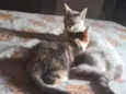 1 nina 2 gata atende por neguinha ou naninha