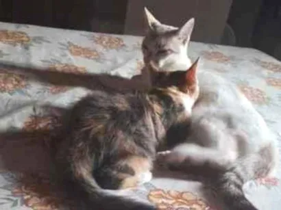 Gato raça SRD-ViraLata idade 1 ano nome 1 nina 2 gata atende por neguinha ou naninha