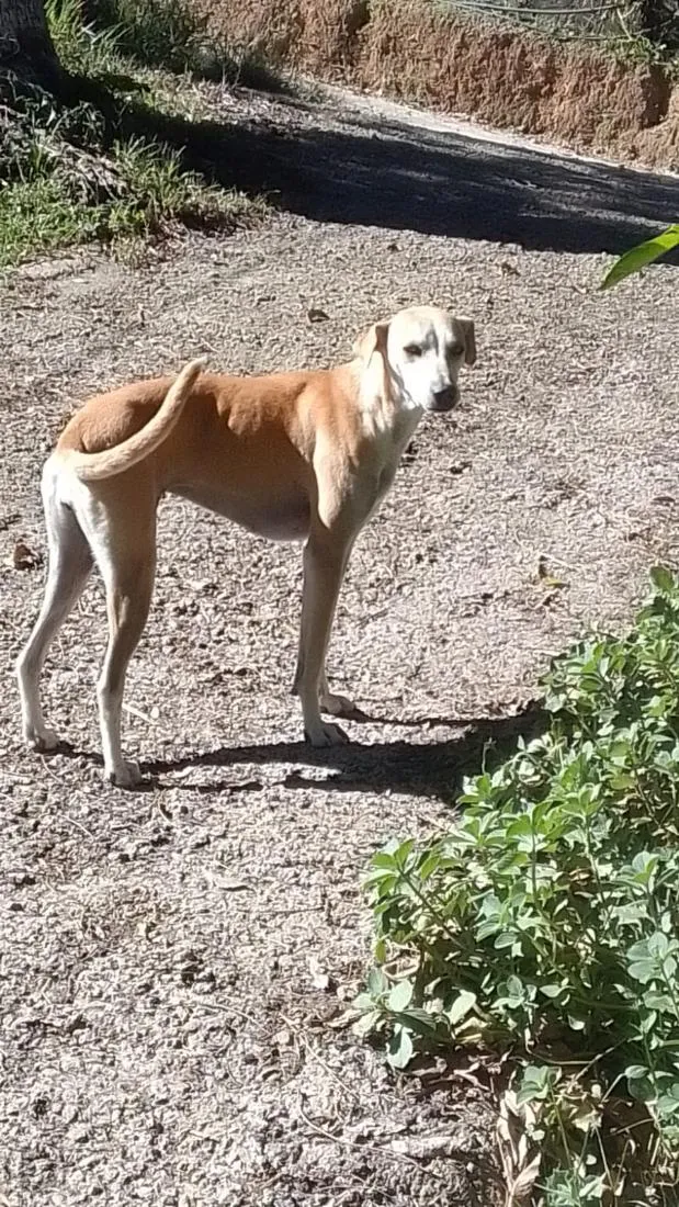 Cachorro raça Galgo  idade 2 anos nome Susi