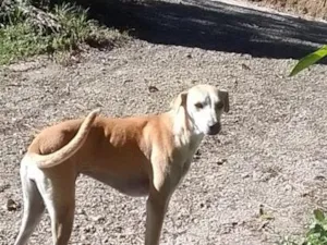Cachorro raça Galgo  idade 2 anos nome Susi
