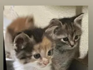 Gato raça SRD-ViraLata idade 2 a 6 meses nome filhotes